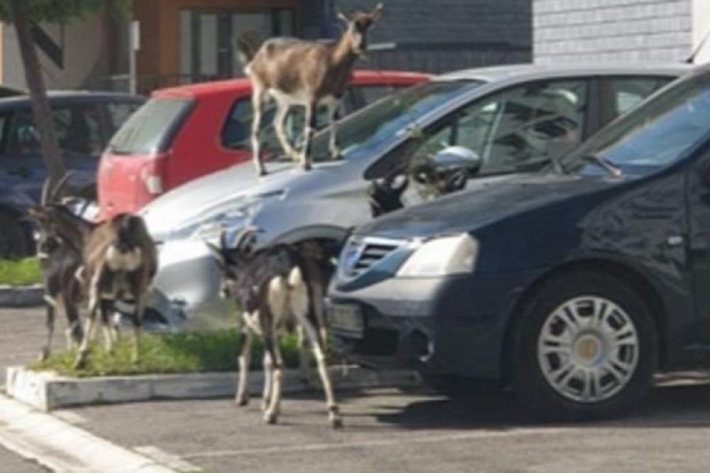 NA OVIM OPŠTINAMA U BEOGRADU MOŽETE DRŽATI DOMAĆE ŽIVOTINJE: Obratite pažnju, ovo sigurno NISTE ZNALI!
