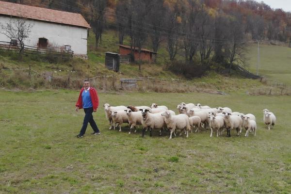 ZVERI DO SADA ZAKLALE 12 OVACA KOD ARILJA: Haraju kroz selo Visoka, a vraćaju se na svakih DESET DANA (FOTO)