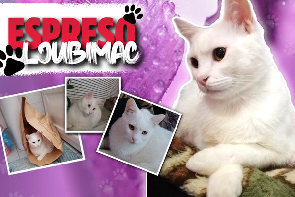 PRE GODINU DANA SAM DOBIO MAČJU KORONU, ČUJEM DA JE SADA I LJUDI DOBIJAJU: File je pobedio OPAKI VIRUS, evo i kako!