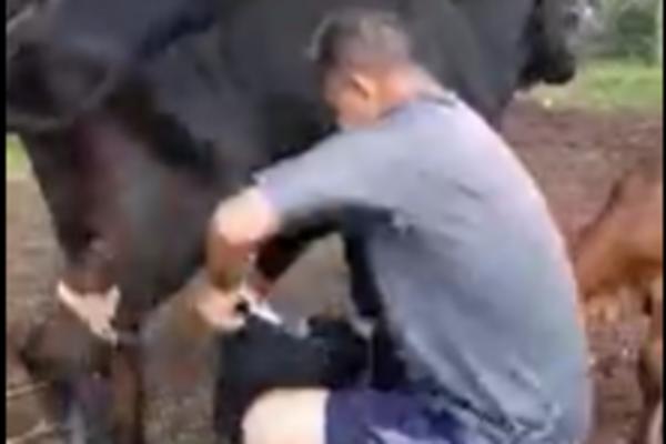 SELJAK JE MUZAO KRAVU PA UDARIO TELE JER MU JE SMETALO: Usledila je STRAŠNA OSVETA KRAVE! (VIDEO)