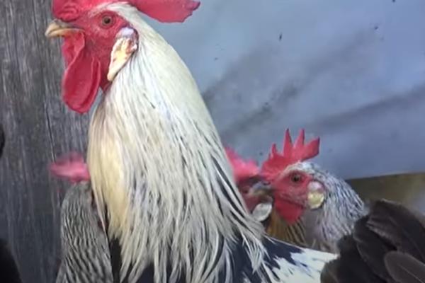 OVAJ GRIP JE VEOMA OPASAN I OVO SU MERE PROTIV NJEGA! Kokoške moraju da se ubiju zbog registrovanih slučajeva!