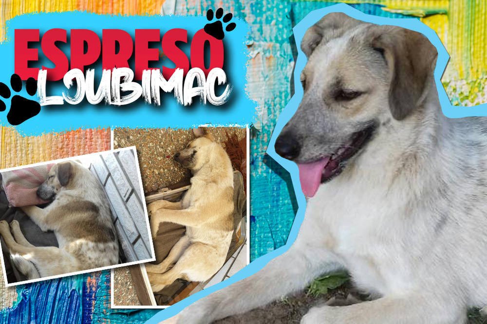 VODI JE KUĆI AKO TI JE ŽAO! Zlikovci su Čopekicu ostavili NA ULICI, ona im sada poručuje VAŽNU STVAR iz novog doma!