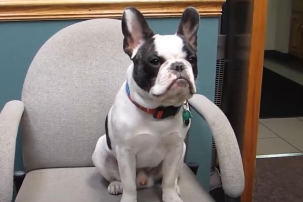 PAS POBEDIO NA IZBORIMA U AMERICI! Koga briga za Trampa i Bajdena pored ovog krznenog političara! (VIDEO)