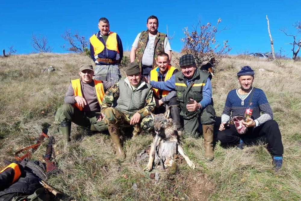 MLADI LOVAC ODSTRELIO VUKA TEŠKOG OKO 30 KG: Predator je po selima ubijao ŽIVINU, imao je i ZAŠTITNIKA (FOTO)