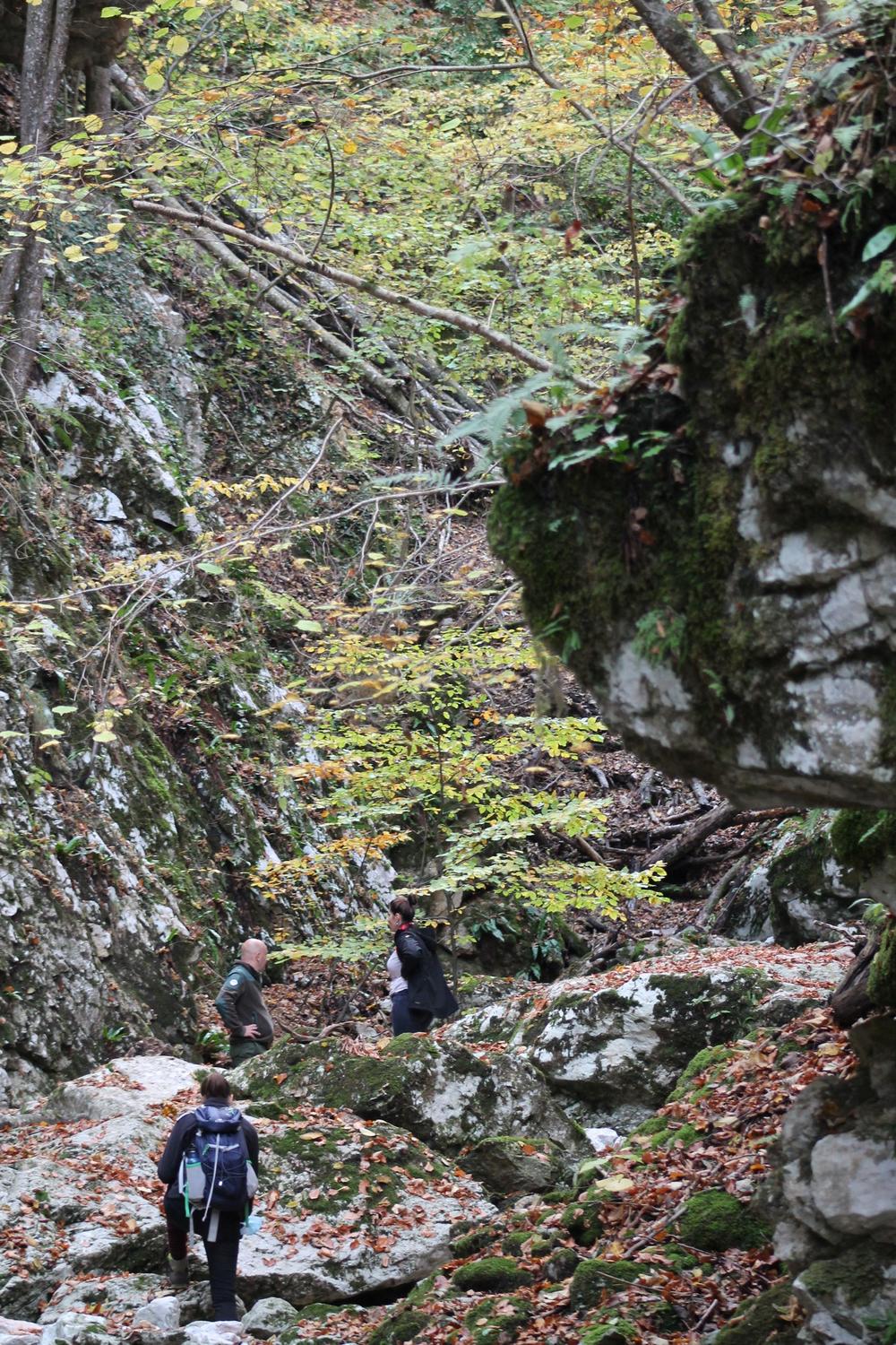 Zvezda, na kojoj se nalazi Pančićeva omorika