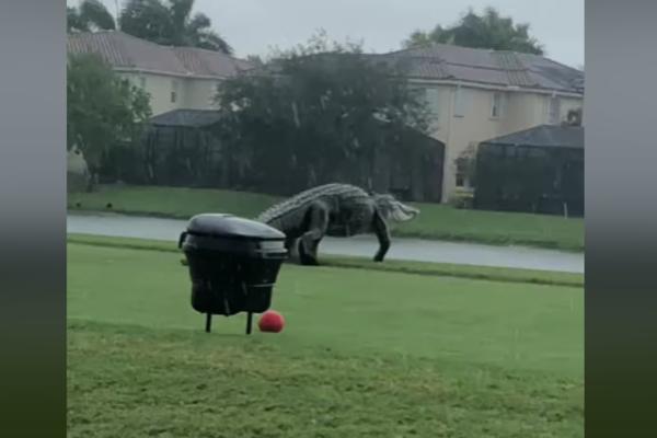 NEMAN IM SE PRIKRALA DOK SU GLEDALI SVOJA POSLA: Samo pogledajte ovo čudo! (VIDEO)