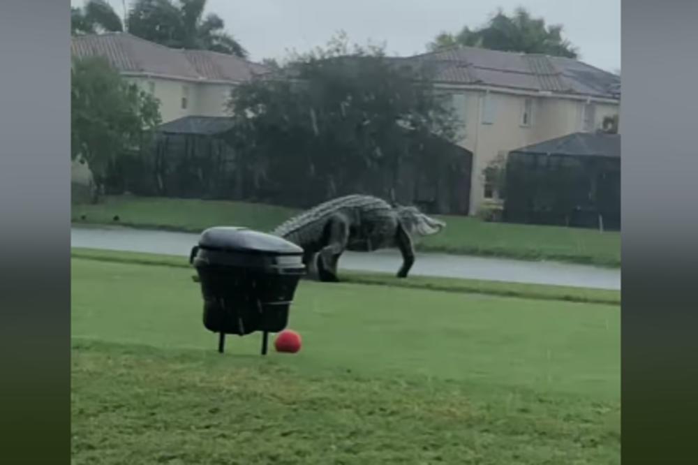 NEMAN IM SE PRIKRALA DOK SU GLEDALI SVOJA POSLA: Samo pogledajte ovo čudo! (VIDEO)