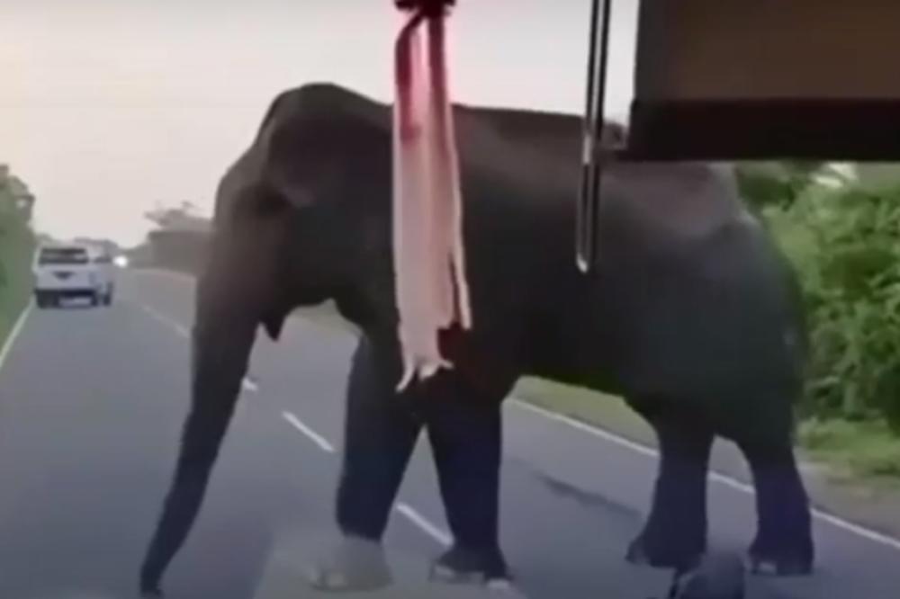 SLON HULIGAN NE DA AUTOBUSU DA PROĐE AKO MU NE DAJU BANANE: Ovo je živa istina, POGLEDAJTE! (VIDEO)