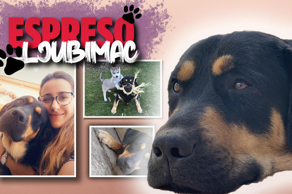 UOPŠTE ME NISU VOLELI, A SADA NE MOGU BEZ MENE: Dobrivoje je najveći šarmer među ljubimcima, evo kako OSVAJA SRCA!