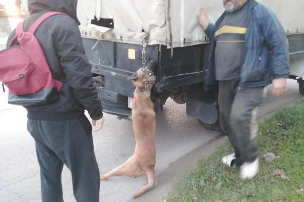 ČEDA ŠINTER JE DEVOJKAMA KOJE SU GA SNIMILE PRETIO SEKIROM: Levijatan otkrio šta će se desiti sa UKRADENIM PSIMA