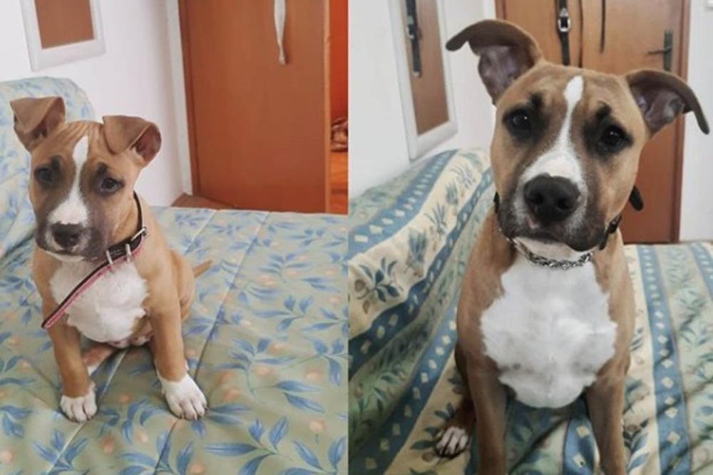 ELKA ZVERKA JE PRAVI HEDONISTA: Za Espreso je podelila kako psi preživljavaju PAKLENE TEMPERATURE! (VIDEO)