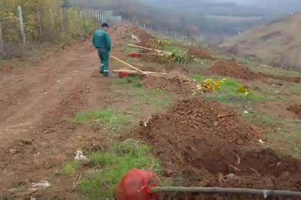 Sadnja vetrozaštitnog pojasa oko deponije „Bubanj“