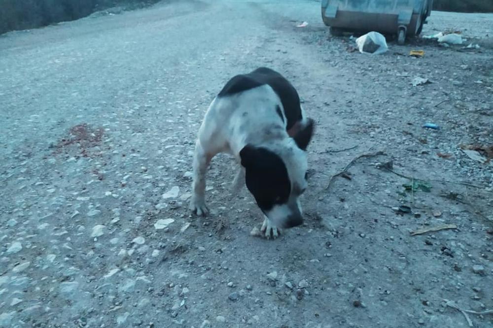 UŽAS U SREMČICI: Otrovano šest pasa, komšije u strahu: Tri dana pijem lekove za smirenje!