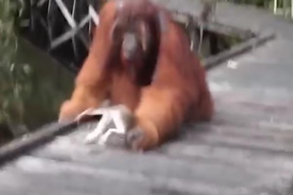 MAJMUNČIĆ JE UKRAO ORANGUTANU BANANU IZ USTA: To je bila poslednja stvar koju je uradio (VIDEO)