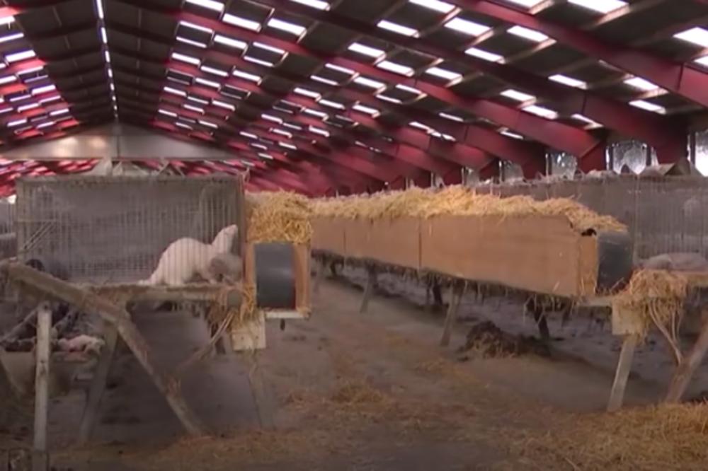 HITNO OTKRIĆE! OVE ŽIVOTINJE SU INFICIRANE KORONOM! Zbog toga će streljati sedamnaest miliona, svet na nogama