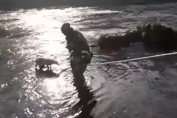 VATROGASCI IZVUKLI PSA IZ REKE! Jadna životinja drhtala OD STRAHA dok nisu stigli ONI! (VIDEO)