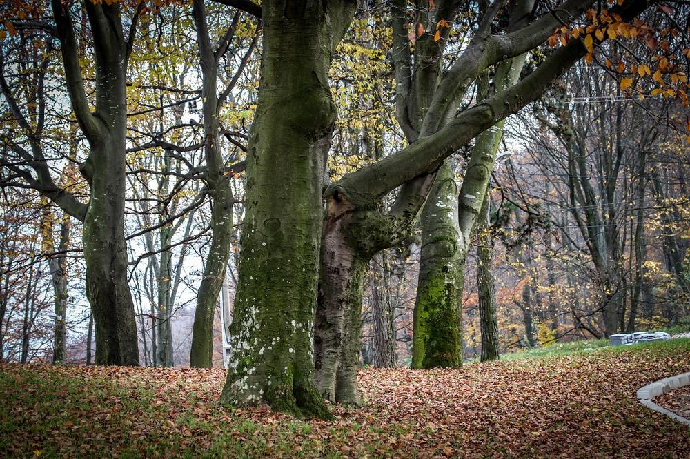 JELENA ŠETALA ŠUMOM I NAIŠLA NA "SUNČANICU": Pravo čudo prirode na srpskoj planini (FOTO)