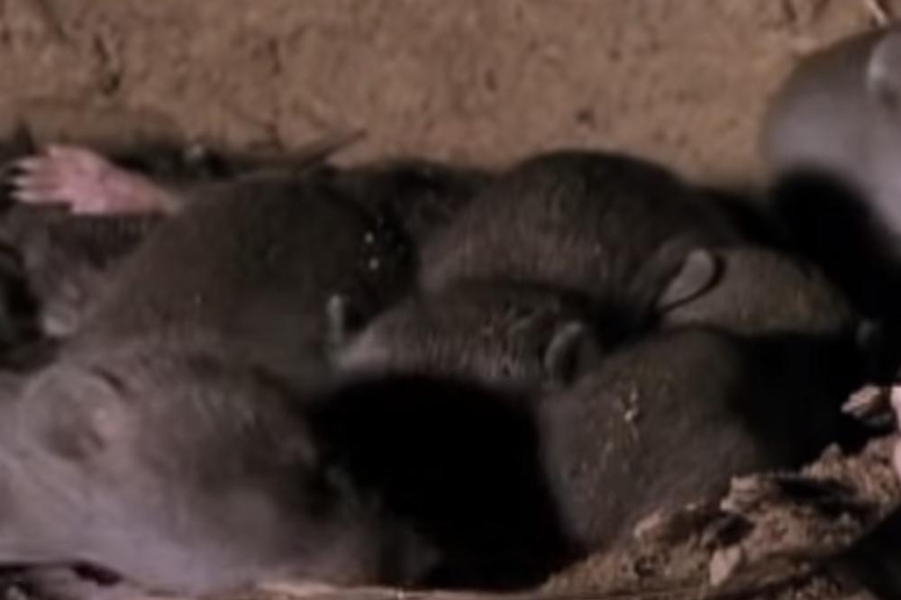 USRED CENTRA BEOGRADA PRONAĐENI MRTVI PACOVI: Stanari višespratnice zatekli HOROR PRIZOR