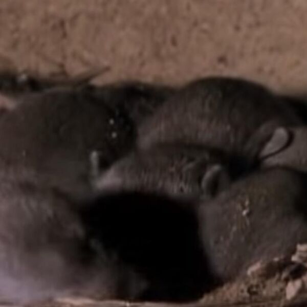 Privlače štetočine brže od hrane: Ovi predmeti koje svi imamo u domu su magnet za miševe i pacove