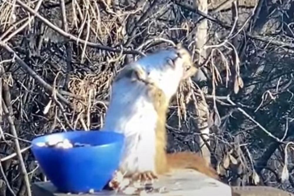 PIJANA VEVERICA JE NAJVEĆI HIT NA INTERNETU U 2020. GODINI: Da li je ovo REALNO? (VIDEO)