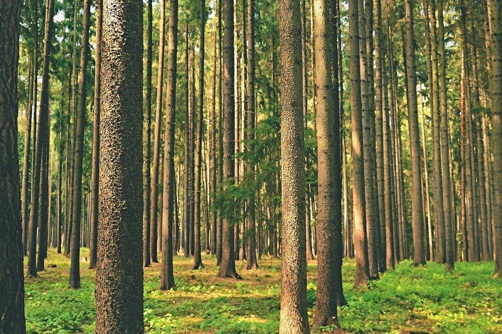 ZASADI DRVO NA MAGLEŠU: Zasađeno 2.500 sadnica duglazije!