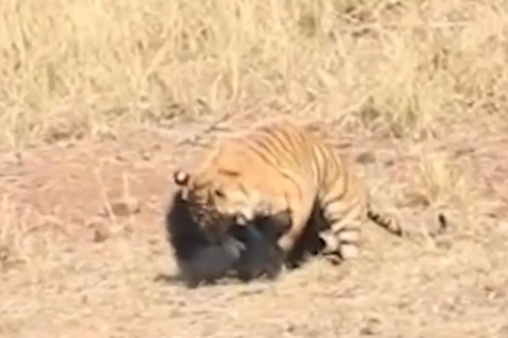 TIGAR JE VIDEO MEDU I STRAŠNO GA NAPAO: Ali medved je OPAKA ZVER, sad tigar to DOBRO ZNA! (VIDEO)