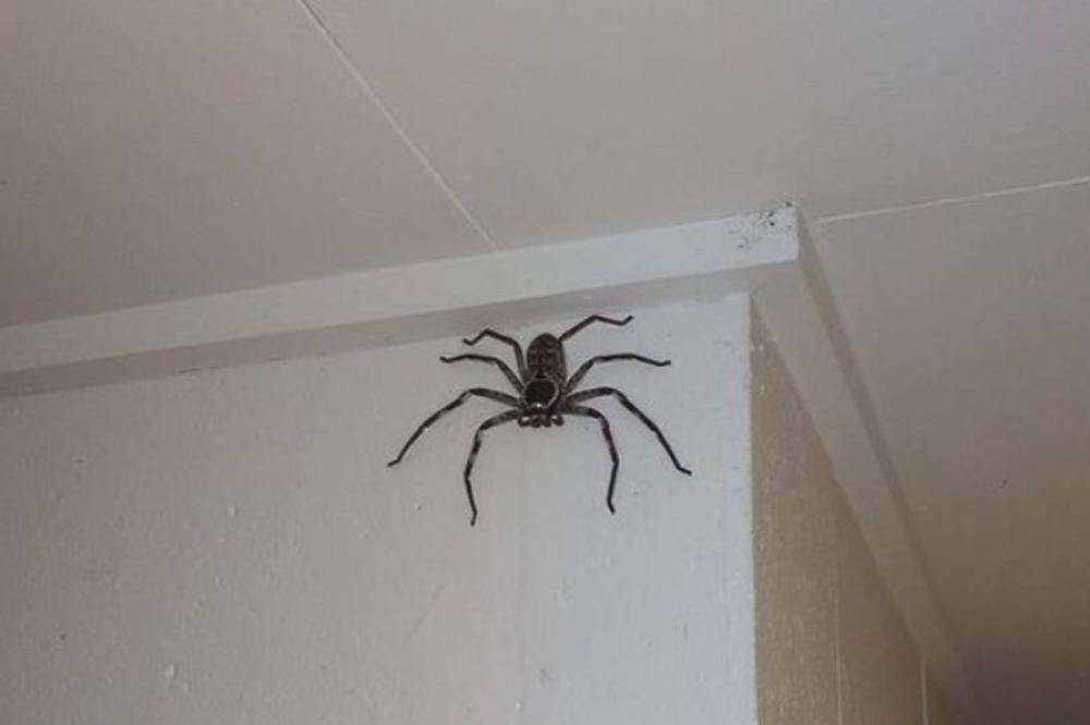 UJED PAUKA U OVOM SLUČAJU JE SMRTONOSAN: Lekar UPOZORIO kada morate odmah REAGOVATI