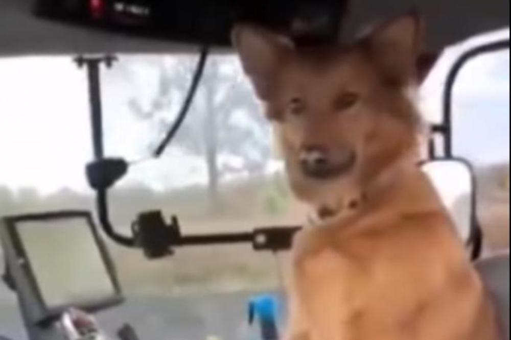 ŽUĆA JE NAJVEĆI CAR U SRBIJI: Vozi TRAKTOR I ORE njivu, a ČEKAJTE DA VIDITE OVAJ SNIMAK! (VIDEO)