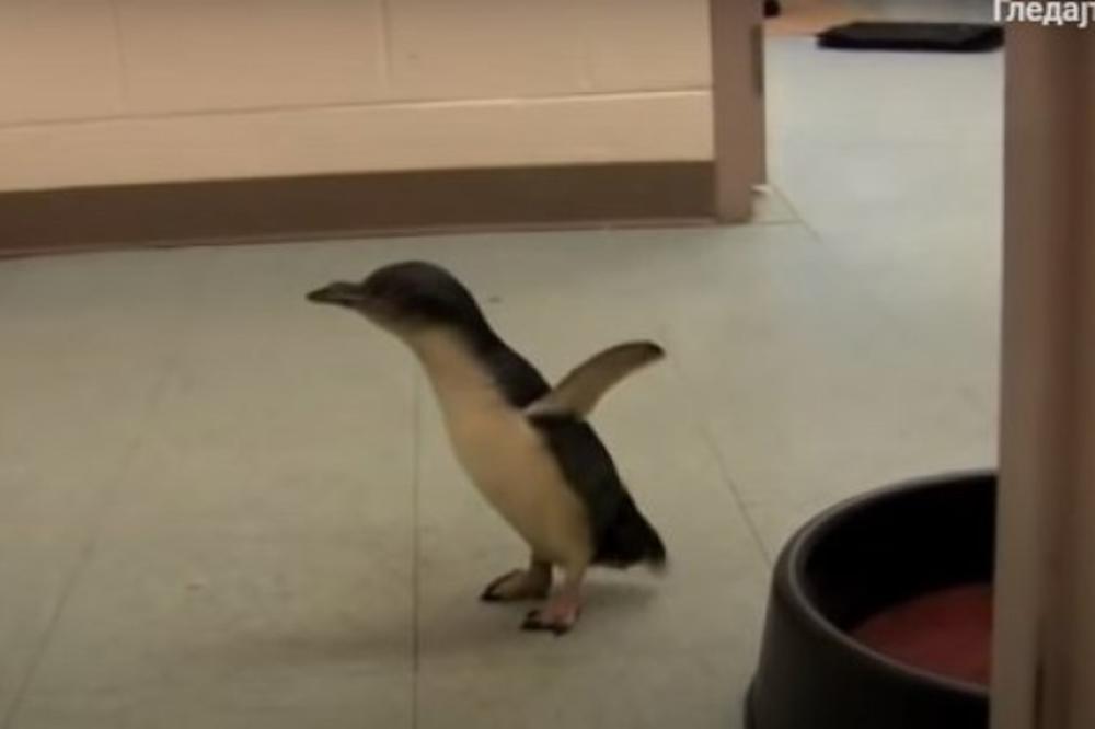 Ime mu je Kuki, a evo šta radi kada ga POMAZITE PO STOMAKU! PRESLATKO! (VIDEO)