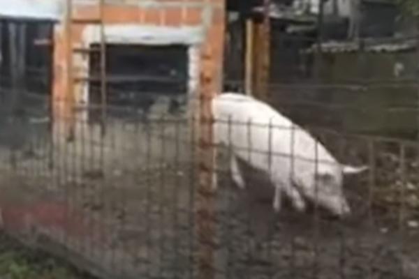 IZAĐI MALA, IZAĐI BAR NA ČAS! Pevali su ovu pesmu SVINJI dok su držali nož u rukama! Snimak šokirao BALKAN! (VIDEO)