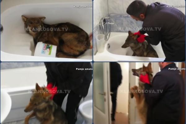 ZVER SE UVUKLA U SRPSKU KUĆU: Neverovatna stvar se desila u Dečanima, LJUDI VRIŠTEĆI BEŽALI OD STRAHA