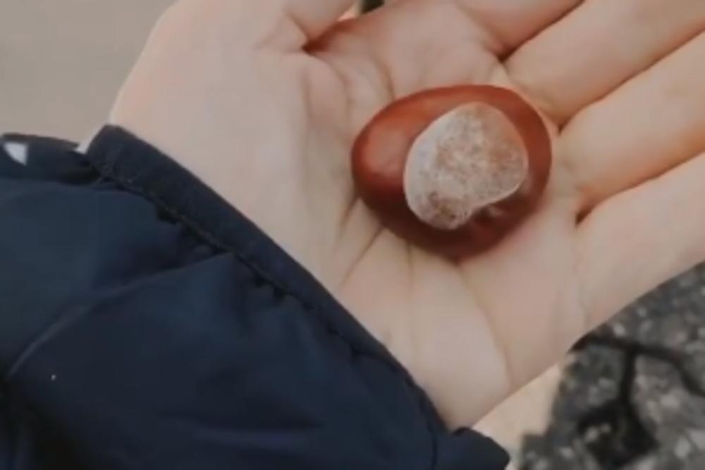 10 RAZLOGA ZAŠTO BI KESTEN TREBALO DA UVRSTITE U SVOJU ISHRANU: 3 su POSEBNO VAŽNA