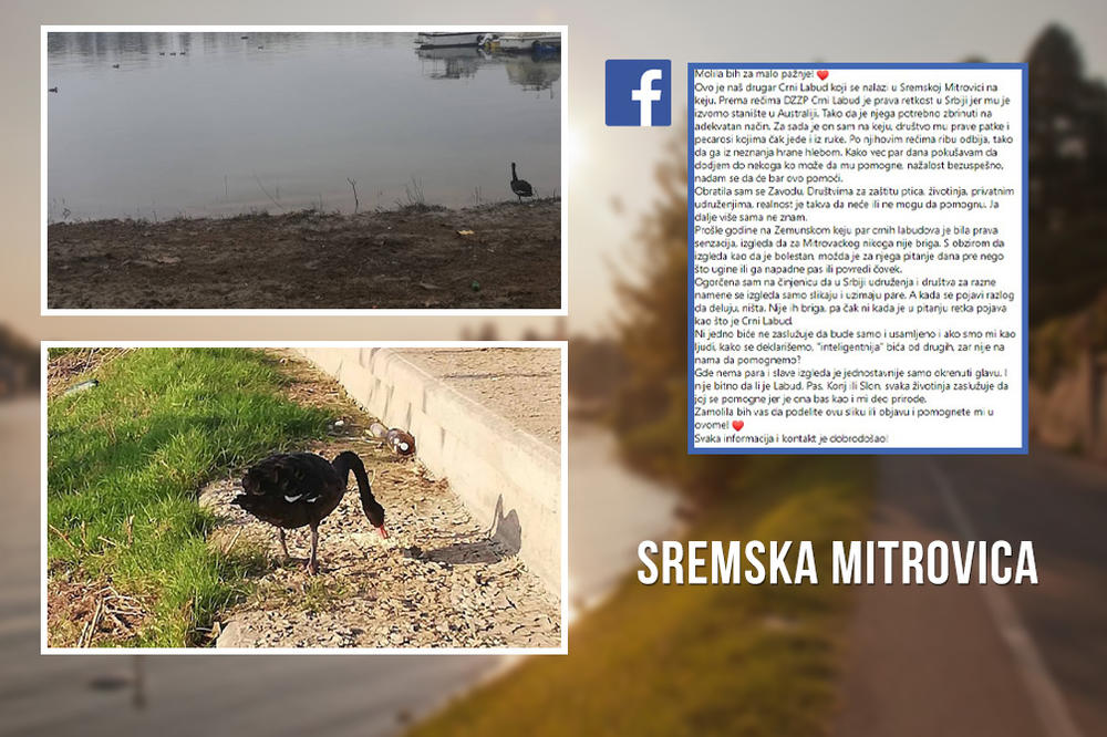 CRNI LABUD KOJI ŽIVI U AUSTRALIJI POJAVIO SE U SREMSKOJ MITROVICI: Bolestan je i treba mu pomoć ili neće PREŽIVETI!
