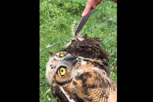 LIK POMOGAO SOVI DA SE IZBAVI IZ BODLJIKAVE ŽICE: A ona mu uzvratila tako ŠTO MU JE ZAMALO ODGRIZLA ŠAKU! (VIDEO)