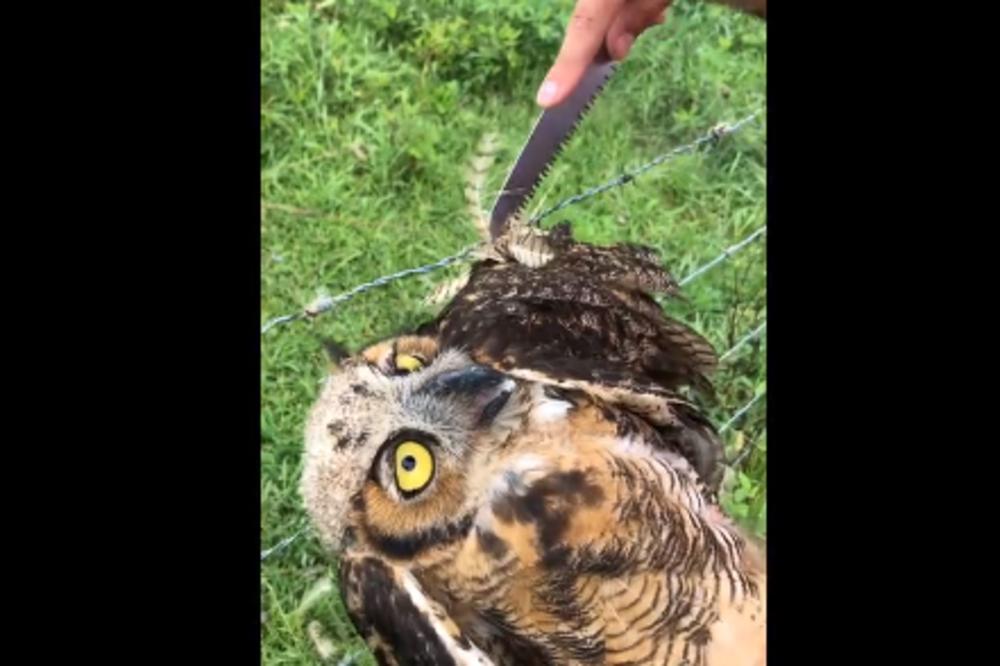 LIK POMOGAO SOVI DA SE IZBAVI IZ BODLJIKAVE ŽICE: A ona mu uzvratila tako ŠTO MU JE ZAMALO ODGRIZLA ŠAKU! (VIDEO)
