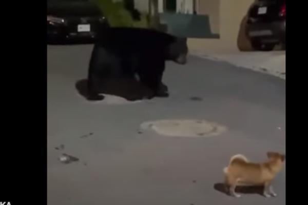 MEDVEDA NAPALA ČIVAVA! Nije laž, pogledajte snimak, još je DOBRO PROŠAO! (VIDEO)