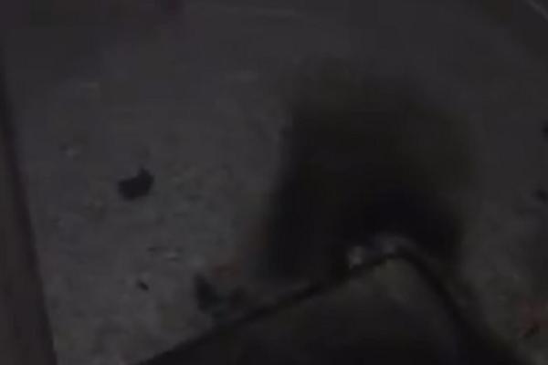 FUDBALERU MONSTRUMI ZAPALILI STAN! Deca su vrištala unutra, ali TO NIJE NAJGORE, KAKAV HOROR! (VIDEO)