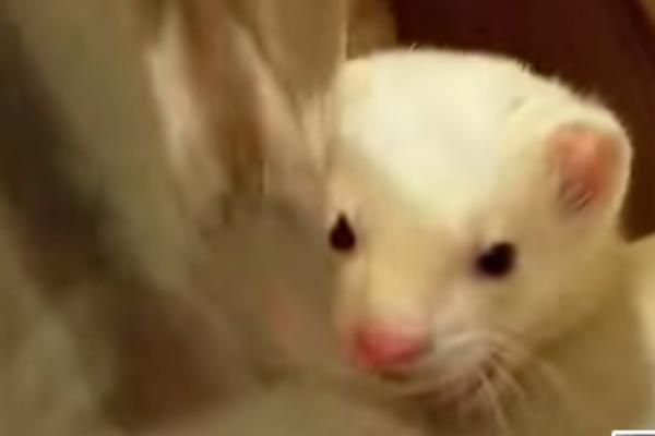 I ŽIVOTINJE MOGU DA DOBIJU KOVID 19! U Sloveniji otkrili KORONU kod kućnog ljubimca!