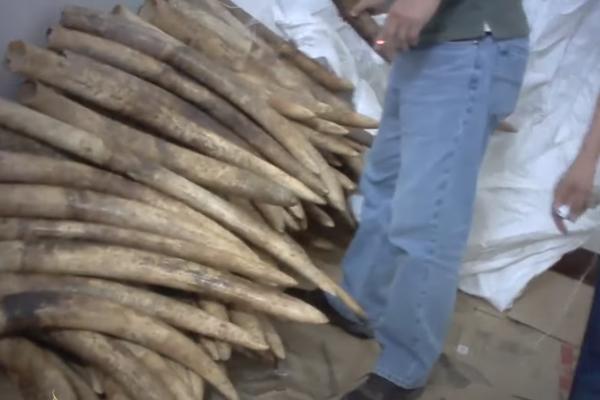 KADA PROČITATE OVAJ TUŽNI OGLAS POŽELEĆETE DA KUPITE SLONA I SPASITE MU ŽIVOT: Imaju li njihove ubice dušu?