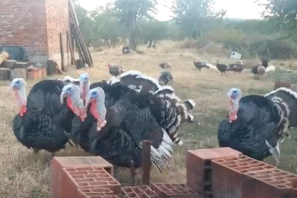 UKRALI ĆURKU, NAPILI JE VOTKOM PA JE ODVELI NA ROĐENDAN: Bizarna scena IZ ZOO-VRTA, nije im bio PRVI PUT!