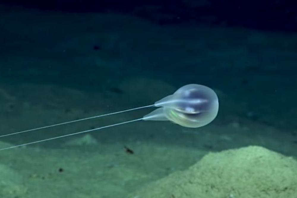 OTKRIVENA NOVA MISTERIOZNA ŽIVOTINJSKA VRSTA: Naučnici U ŠOKU, evo kako su USPELI DA JE SNIME (VIDEO)