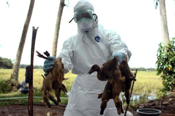 OPASAN VIRUS U KOMŠILUKU! Ubijeno više od 91.000 pataka