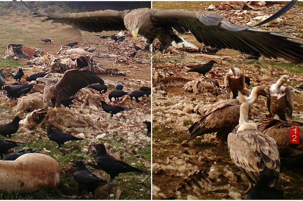 OVA PTICA JE DOBILA IME TREŠNJICA, I TO NIJE SLUČAJNOST: Njihova brojnost je opala, a sada je objavljena LEPA VEST