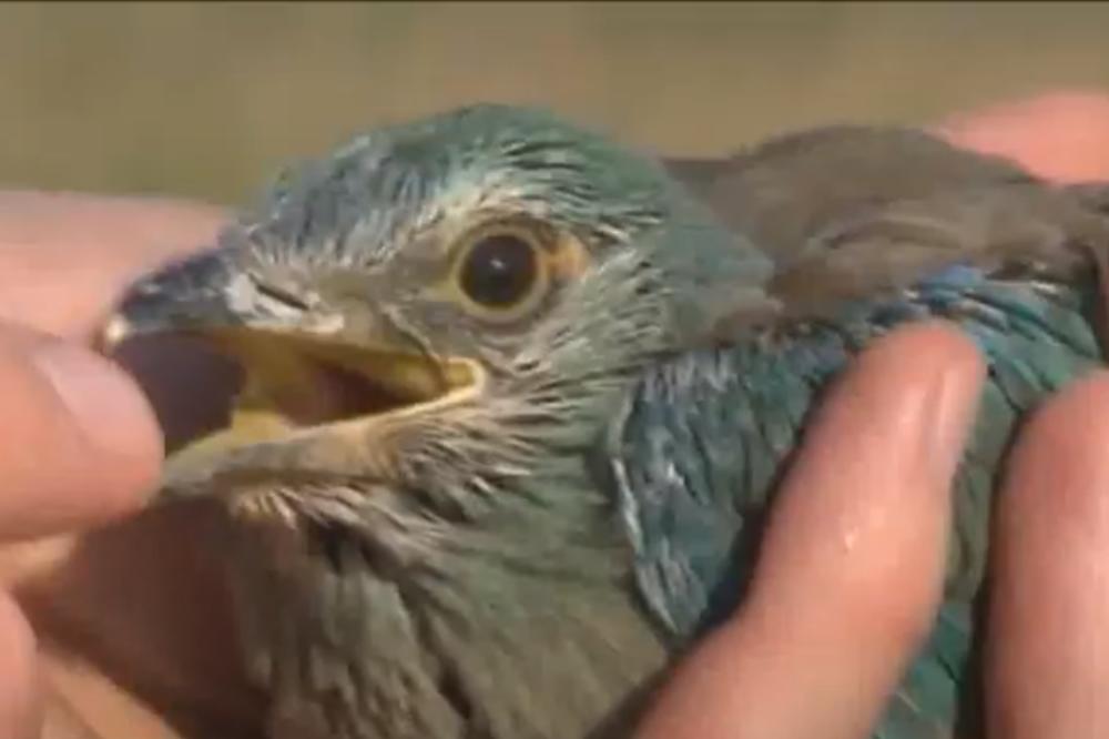 OVA PTICA SPADA U UGROŽENE VRSTE U SRBIJI: Oni su našli način da ih ZAŠTITE!