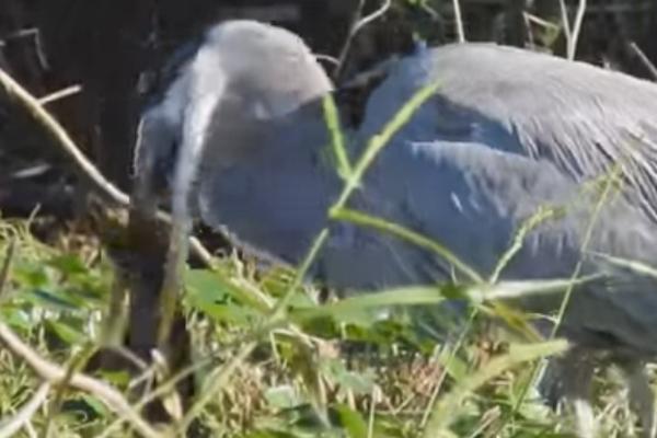 ČAPLJA POJELA ALIGATORA: Pogledajte samo snimak! (VIDEO)