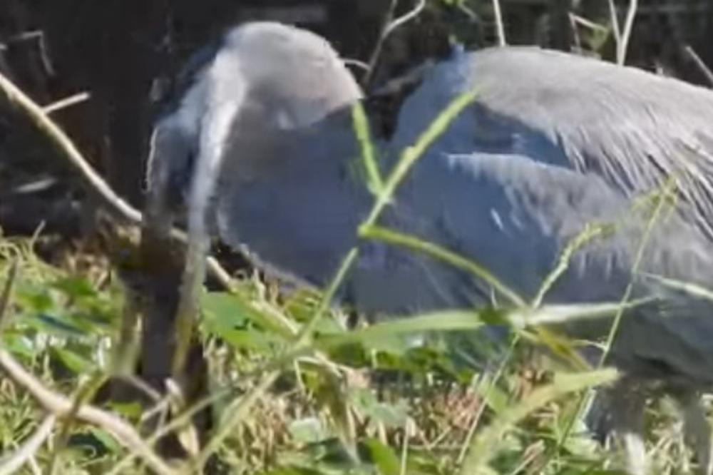ČAPLJA POJELA ALIGATORA: Pogledajte samo snimak! (VIDEO)