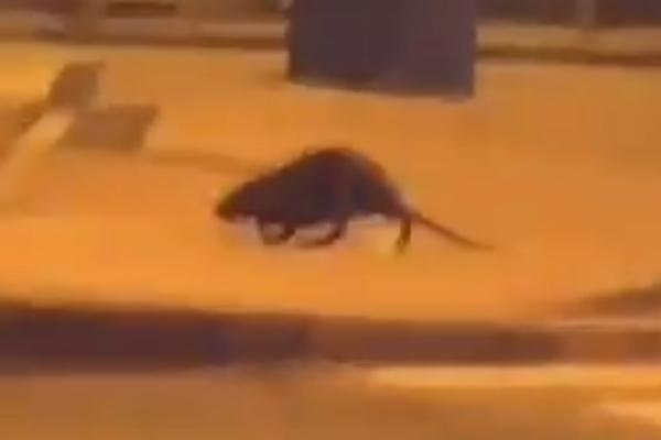 NAROD U NEVERICI, ULICAMA ŠETA NEOBIČNA ŽIVOTINJA: Ljudi upali u stanje ŠOKA kad su je videli!