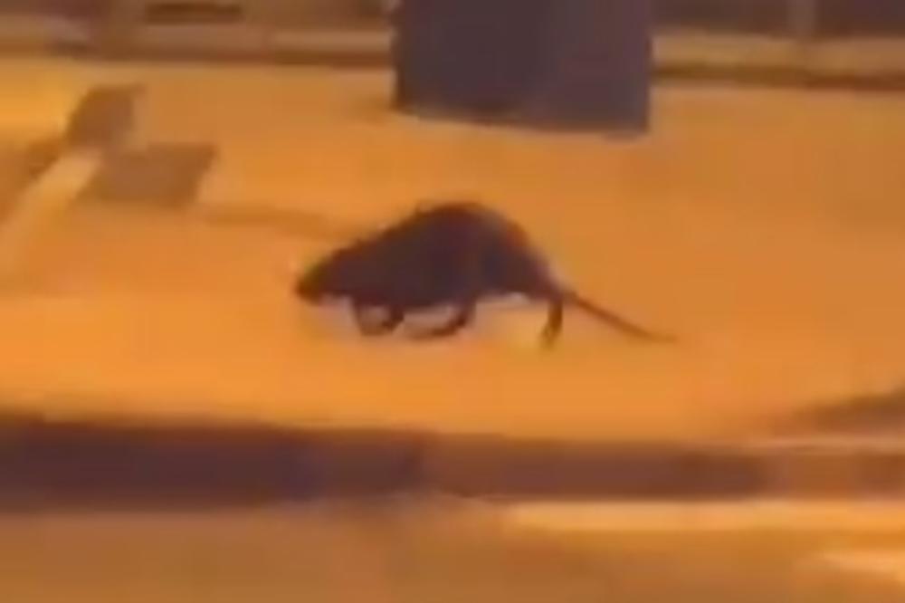 NAROD U NEVERICI, ULICAMA ŠETA NEOBIČNA ŽIVOTINJA: Ljudi upali u stanje ŠOKA kad su je videli!