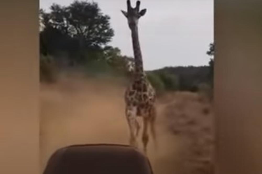 ŠOK SNIMAK SA SAFARIJA: Turisti se prenerazili od straha kada je žirafa dala gas, ovo još nismo videli (VIDEO)