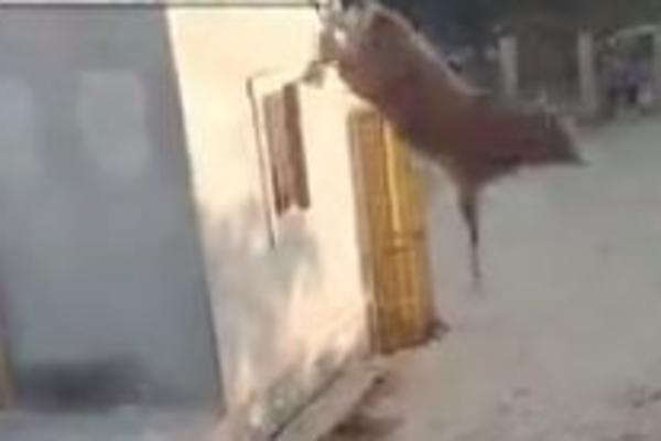 KRAVA NA KROVU: Neverovatan skok životinje sa krova kuće